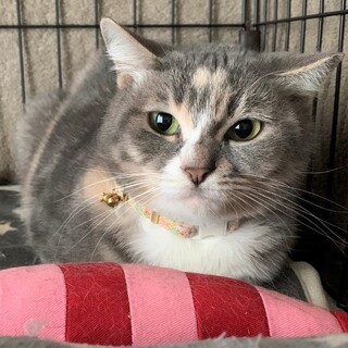 【パーニャ】ナデナデできるパステルサビの美人さん