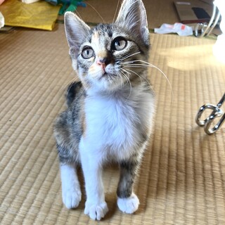 生後二ヶ月程の天真爛漫な女の子「コト」