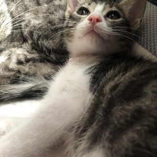 人懐こい女の子　こつぶちゃん