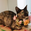 甘えん坊な1歳半のサビ猫