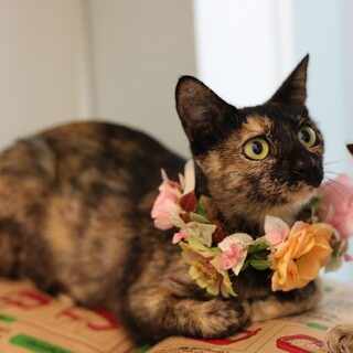 甘えん坊な1歳半のサビ猫