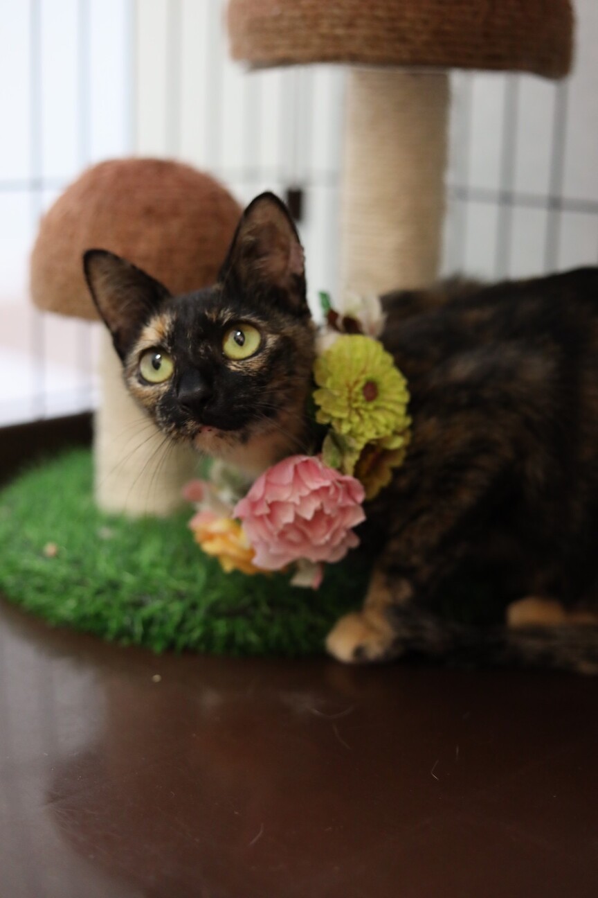 甘えん坊な1歳半のサビ猫 サムネイル2