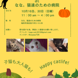 ねこ組福岡中央atなな。猫達のための病院 サムネイル1