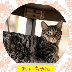 ねこ組福岡中央atなな。猫達のための病院 サムネイル2