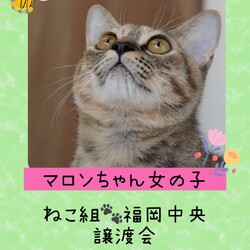 ねこ組福岡中央atなな。猫達のための病院 サムネイル3