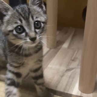 《里親サマ決まりました！》保護猫を家族に☆*。