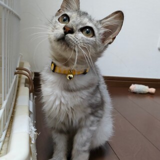 【1/3譲渡会参加】ふんわりくぅちゃん✨