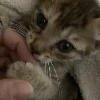 とても可愛いキジトラちゃんです