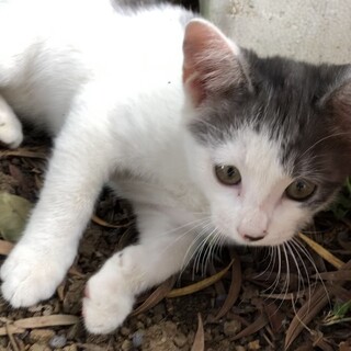 人懐っこい子猫ちゃん