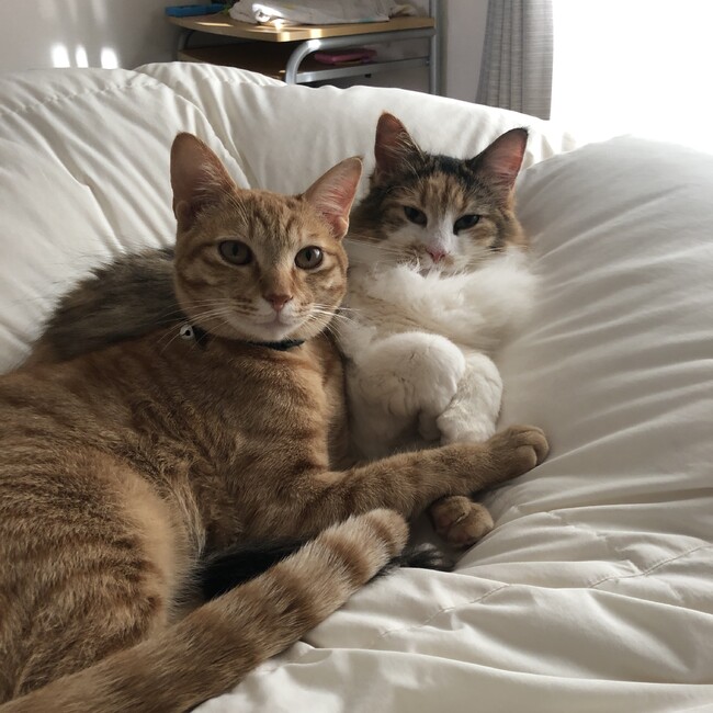 チャコエルのカバー写真