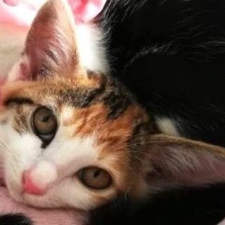 ミケのおっとりおとちゃん