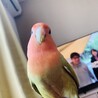 ぴたろ