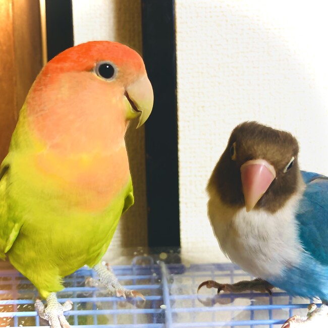 ぴたろのカバー写真