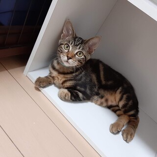 ホープくん、里親さんが決まりました！