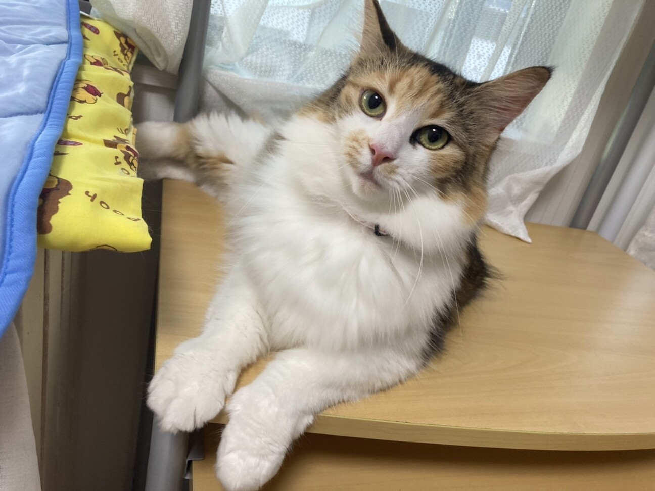 チャコ