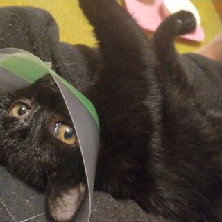 魔女の宅急便？ジジ？まっくろくろすけ、ぱっちりお目