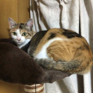 ≪動画あり≫丸顔で愛嬌たっぷりな三毛ちゃん