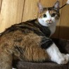 ≪動画あり≫丸顔で愛嬌たっぷりな三毛ちゃん サムネイル2