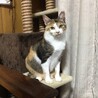 ≪動画あり≫丸顔で愛嬌たっぷりな三毛ちゃん サムネイル3