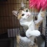 ≪動画あり≫丸顔で愛嬌たっぷりな三毛ちゃん サムネイル4