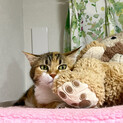 【成猫】三毛猫ナナちゃん☆幸せになってほしい☆