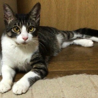 ≪動画あり≫とって人懐っこいキジ白ちゃん