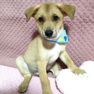 保健所からレスキューした子犬♂とうま
