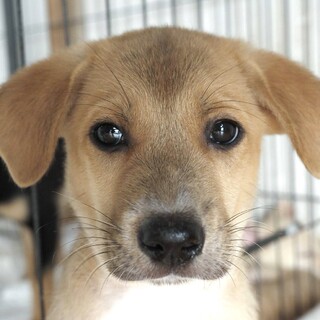 保健所からレスキューした子犬♂がく