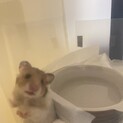 ゴールデンハムスター
