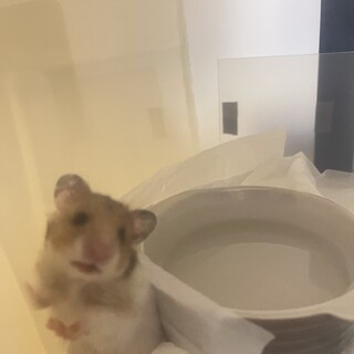 ゴールデンハムスター