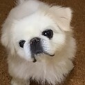 真っ白ペキニーズしろみさん