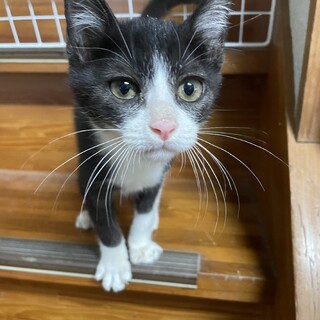 愛護センターレスキュー☆もなかくん♂3ヶ月