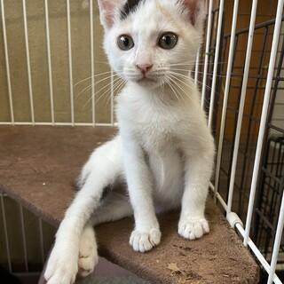 愛護センターレスキュー☆きなこちゃん♀3ヶ月