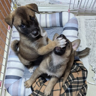 それぞれ譲渡になりました。