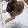 それぞれ譲渡になりました。 サムネイル5