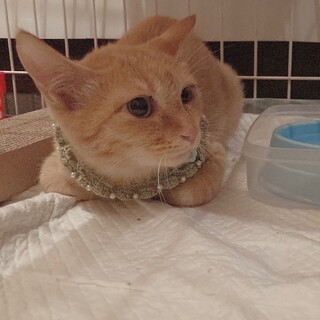 ☆とても可愛い～はにかみ屋さんの茶トラ男の子☆