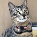 シャイなキジトラの男の子！