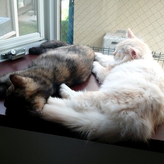 兄妹で里親様を探しています