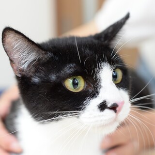 子猫の時にママになった子煩悩な可愛い子