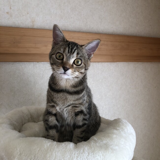 ルーチェ1のカバー写真