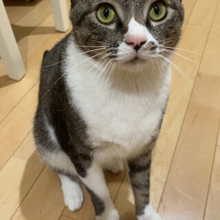 大怪我をして保護された甘えん坊君【譲渡会参加】