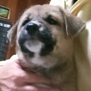 ◇生後2ヶ月位の仔犬◇里親さま募集◇