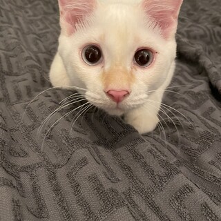 工事現場で見つけた命たち　シトリンちゃん