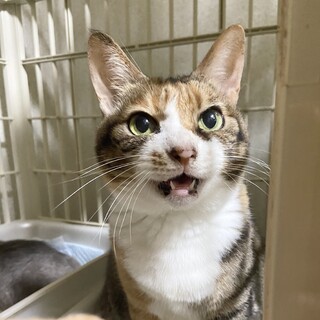 魅力的な美猫さん、お見合い可能です❣️