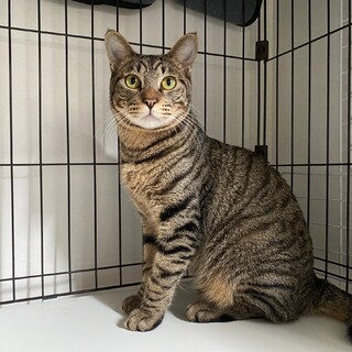 1歳！お喋りキジ猫です