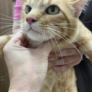 優しいイケメン☆穏やかなトラ吉くん