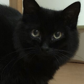 ちょっとビビりでふあふあな　みらい君