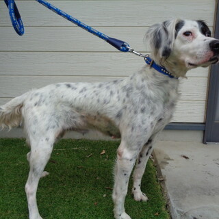 セッターらしい女の子。家族ができました！