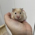 【募集停止】クリームバンデットロングサテン女の子