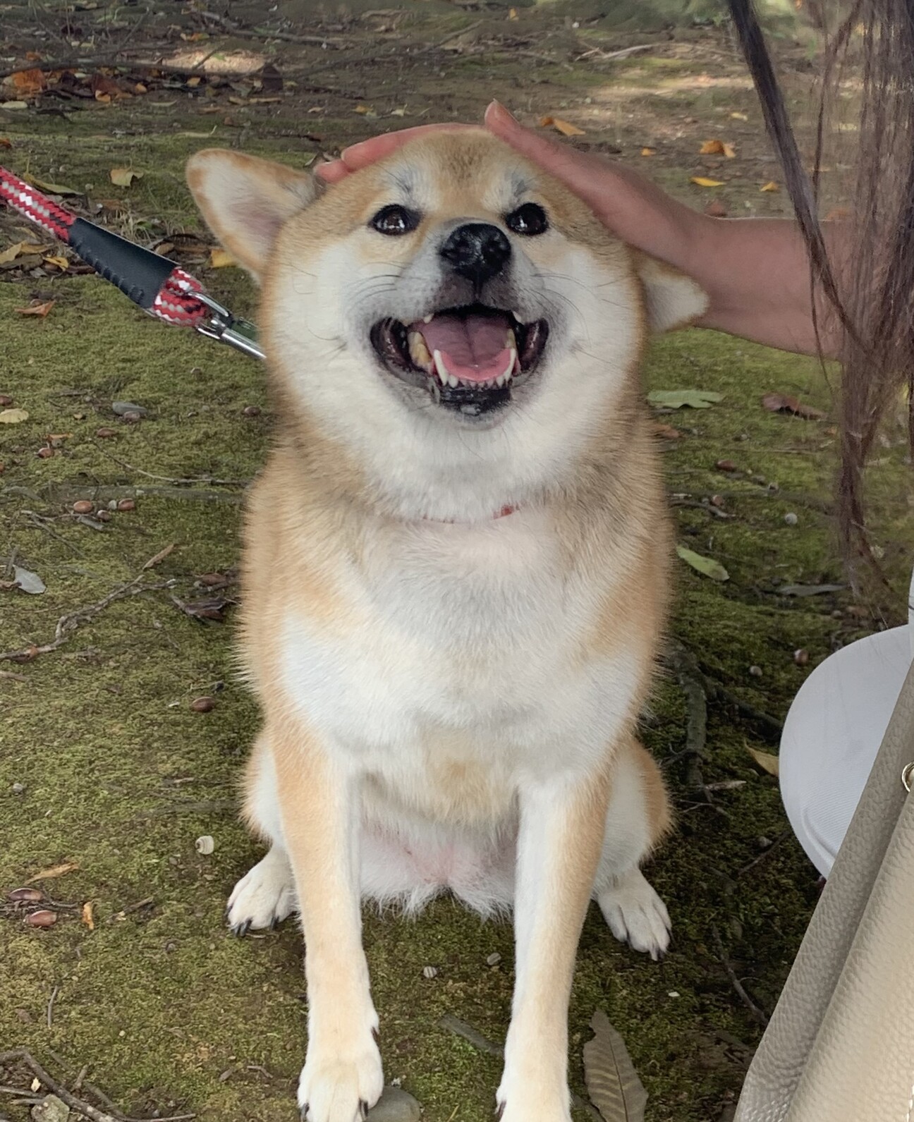 飼い主（買主）募集！愛犬AIBO（ナナちゃん） 飼い主（買主）募集！愛犬AIBO（ナナちゃん）